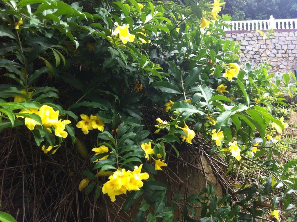 Seychelles Yellow Petals * Anse Boileau