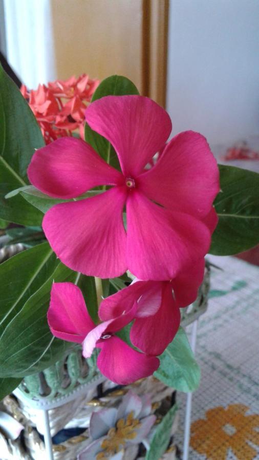 Apartment Seychelles Yellow Petals