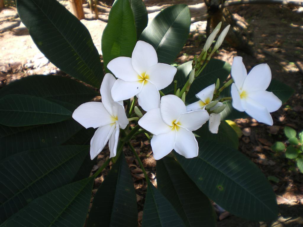 Seychelles Yellow Petals Apartment