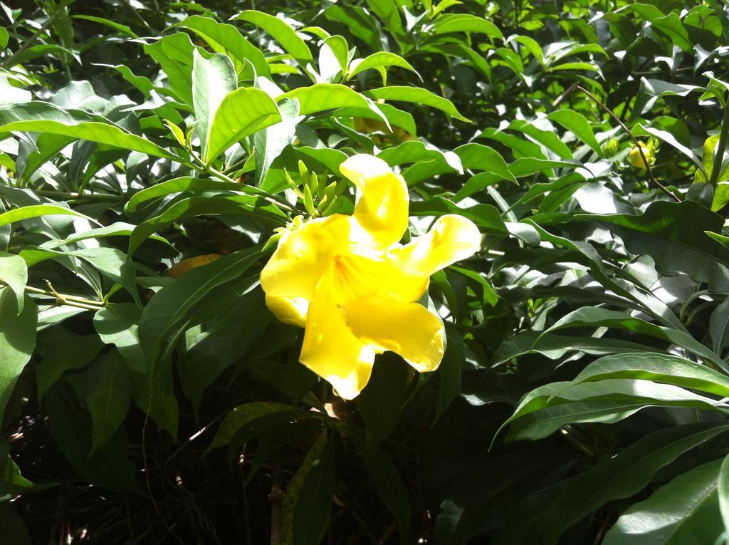 Apartment Seychelles Yellow Petals Anse Boileau