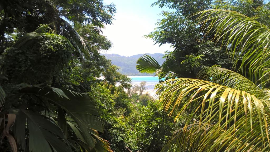 Seychelles Yellow Petals * Anse Boileau